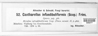 Craterellus tubaeformis image